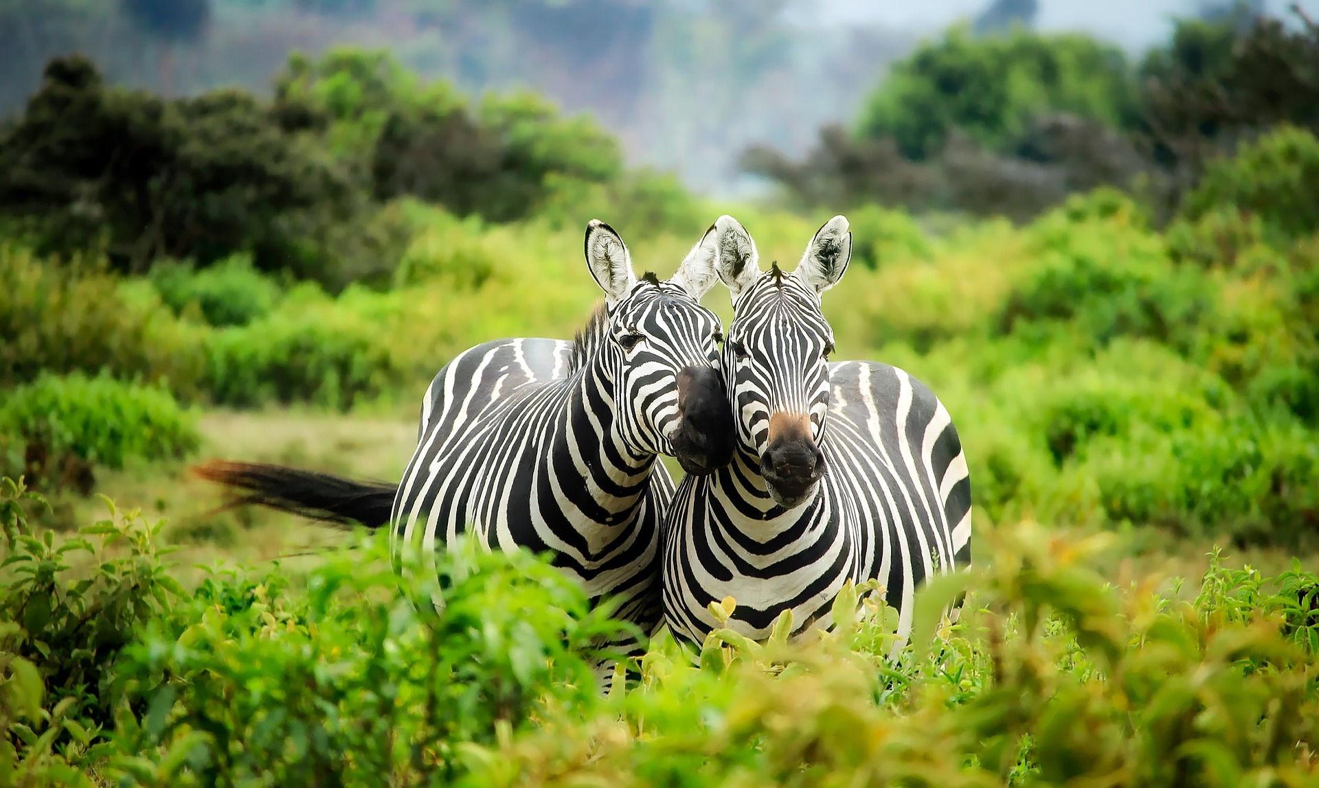 zebras-1883654_1920.jpg